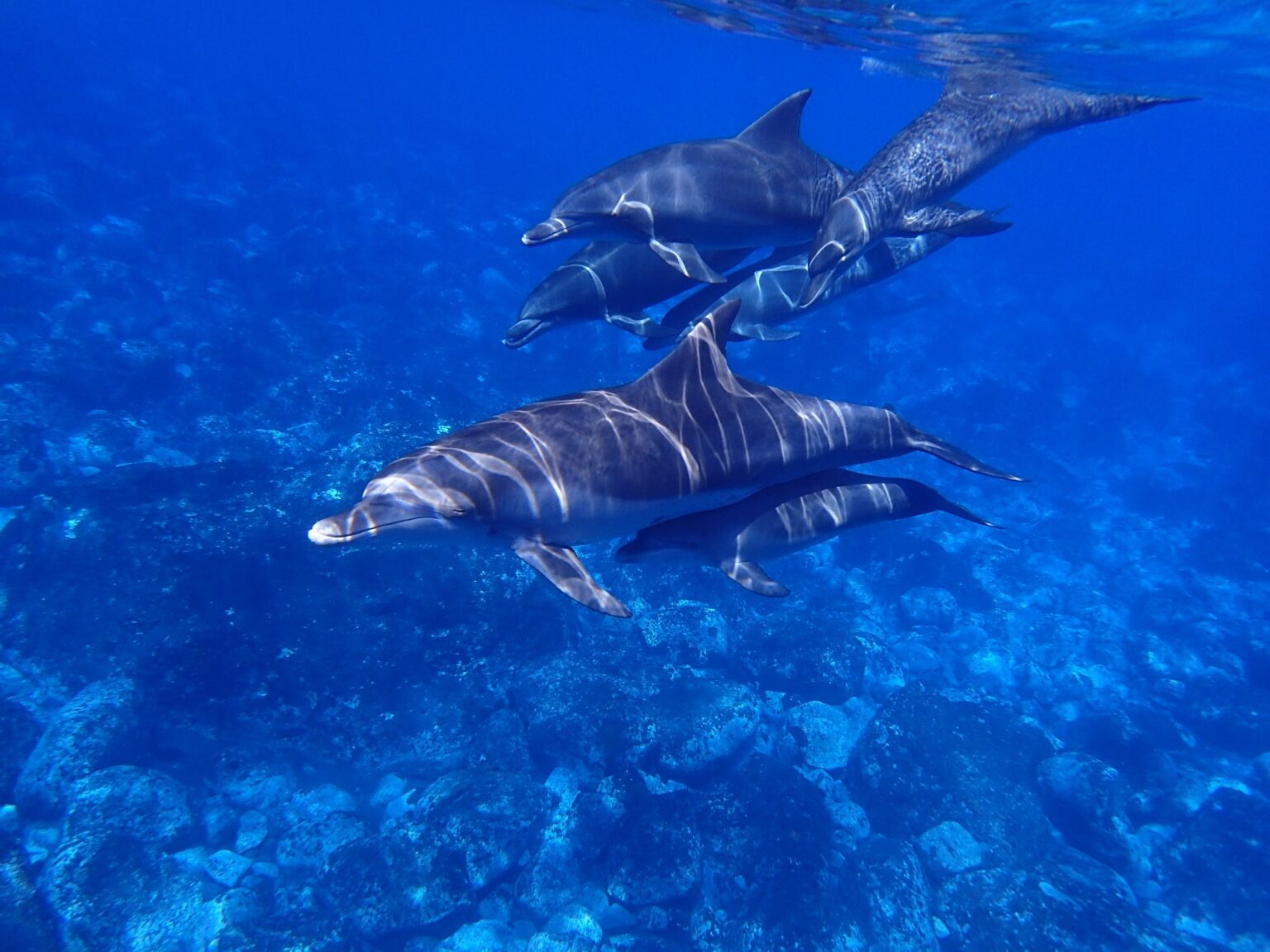 dolphins